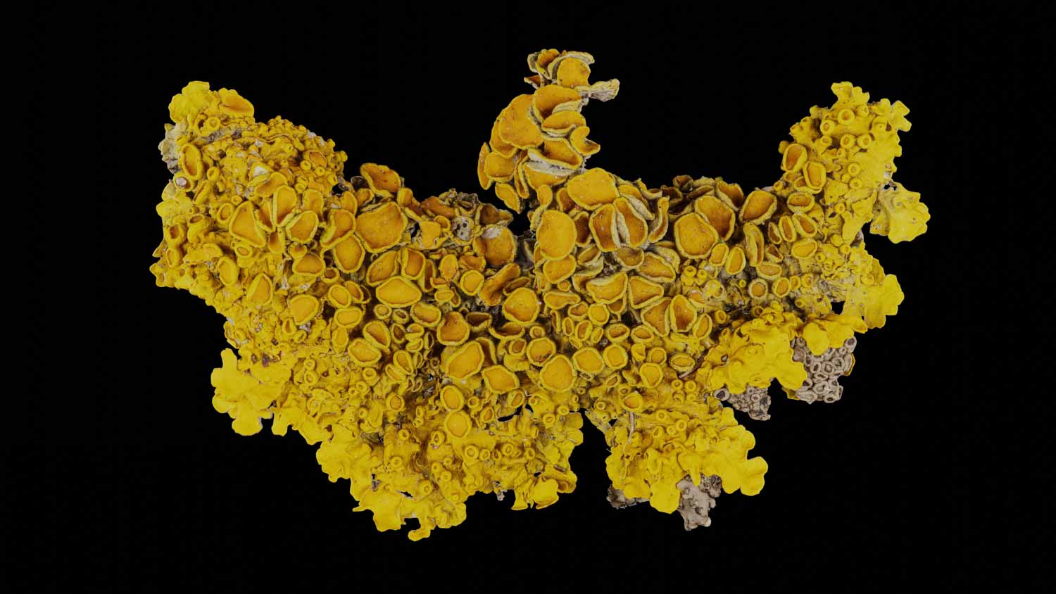 Xanthoria parietina